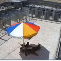 پانسیون سگ ، نگهداری سگ|خدمات پیشه و مهارت|هشتگرد, شهرک صنعتی هشتگرد|دیوار