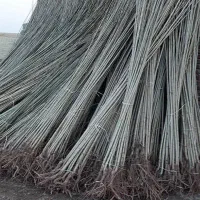 نهال|گل و گیاه طبیعی|میمند, |دیوار