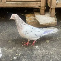 کفتر سرور و زرد