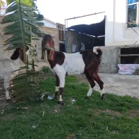 ۲ تا بز پاکستانی ماده. گوسفند. بزغاله