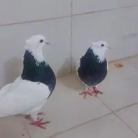 طوقی مفت|پرنده|بیرجند, |دیوار