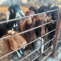 فروش۱۳ بره پرواری قزل افشاری|حیوانات مزرعه|سورک, |دیوار