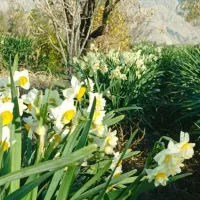 فروش اشتغالزایی