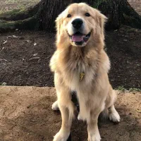 سگ گلدن رتریور توله گلدن رتریور دماهه|سگ|شیراز, ارم|دیوار