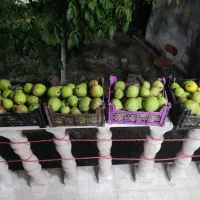 گلابی مخصوص زمستان