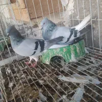 سبز دمب سفید نر و ماده