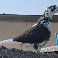 کفتر. فروشی ماده