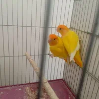 فروش جفت طوطی کوتوله برزیلی کله نارنجی|پرنده|اوز, |دیوار