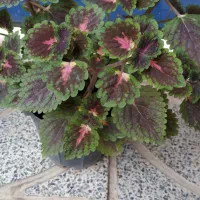 حسن یوسف کاکتوس گندمی قاشقی پتوس