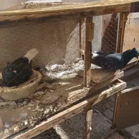 کفتر طوقی دمسفید کله