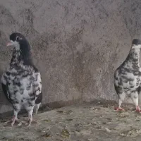 کفتر کبوتر چپ عمری افشون|پرنده|شهر بابک, |دیوار