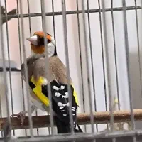 سهره زیبا خوش رخ جوجه قفس|پرنده|شهریار, شهرک شاهد|دیوار