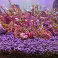 فروش لوازم اکواریوم فیلتر چوب تور خزه حلزون