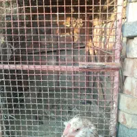 قفس مخصوص انواع پرندع