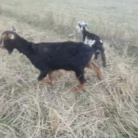 زیر قیمت بازار|حیوانات مزرعه|اسالم, |دیوار