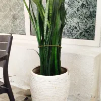 گل سانسوریا