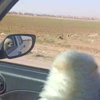 پامر نر ۵ ماهه