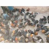فروش خروس