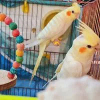 جفت عروس هلندی لوتینو