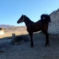 اسب جوان دوسال کرد