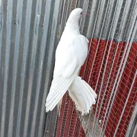 کبوتر ماده تیر ماهی نر جوزی مهری|پرنده|رشت, آب و برق|دیوار