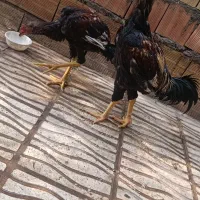 لاری