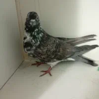 فروش 6عددکفترحسابی فوری