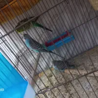 فروش مرغ عشق  جوان مولد کار داده