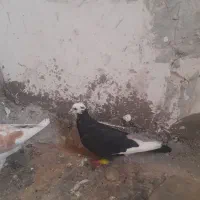 کفتر بوم پرشی|پرنده|مشهد, نکاح|دیوار