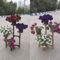 استندگل|گل و گیاه طبیعی|گرگان, |دیوار
