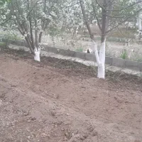 تیلر زنی شخم زنی خاکورزی هرس باغ گلخانه علفزنی|خدمات باغبانی و درختکاری|تهران, علی‌آباد|دیوار