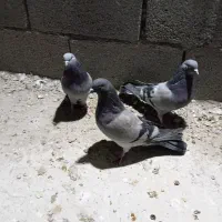 کبوتر پر ماده