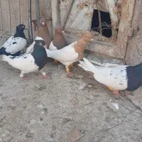 کفتر معلقی