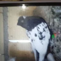 زیورآلات تزعینی شصتی سینه دوتا 800|بدلیجات|قزوین, |دیوار