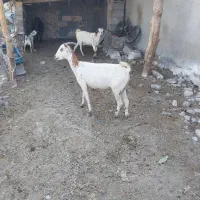 بزفروشی|حیوانات مزرعه|میناب, |دیوار