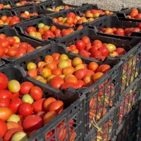 فروش گوجه|عمده‌فروشی|درودزن, |دیوار