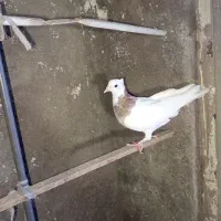 پرنده