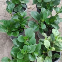 قاشقی سطل، 3 و 3/5