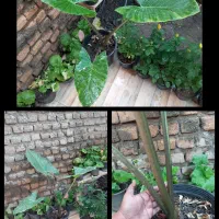 باباآدم/گل رز...