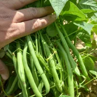 همکاری با گلخونه داران و سورتینگ داران و کشاورزی