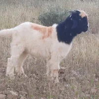 بیست عدد بیگ چاق از ۲۲ کیلو تا ۲۸ کیلو