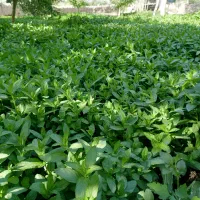 نعناع باغی