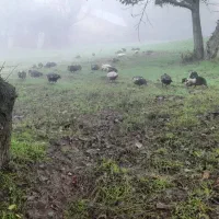 حدوده ۱۰ عدد اردک ماده اسرایلی بزرگ نزدیک به تخم|حیوانات مزرعه|برهسر, |دیوار