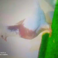 یک عدد طوقی قرمز گمشده