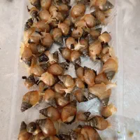 جوجه حلزون.آلبینو
