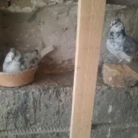 کفتر پرشی نرماده جور|پرنده|قم, حاج زینل|دیوار