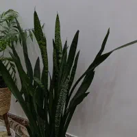 گل سانسوریا