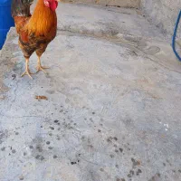 مرغ و خروس محلی