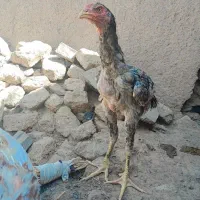 جوجه خروس لاری ۵ ماهه