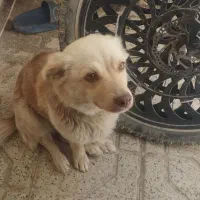 سگ پامر